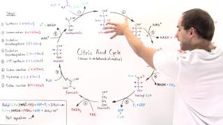 Overview of Citric Acid Cycle [upl. by Bo]