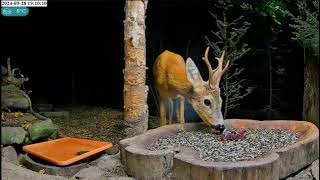 A Forest Nook for Birds and Wild Animals September 28 2024 [upl. by Kenyon]