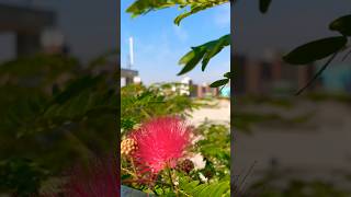 Titenic flowers 🌺newvideo nature [upl. by Elda415]