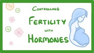 GCSE Biology  What is IVF How Does IVF Work and What Are The Risks IVF Explained 62 [upl. by Epstein498]