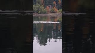 Peaceful autumn day on the water nature beautiful animals porpoise ocean canadian canada [upl. by Ayokahs]