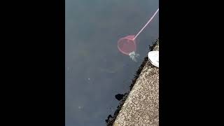 Catching flatfish fail shortviralvideo [upl. by Ahsekim]