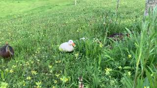 Ducklings now bigger ducks duck birds nature [upl. by Ealasaid]