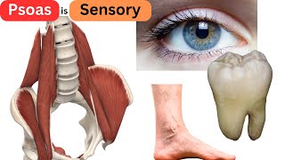 Releasing the Psoas The THREE things your brain MUST sense [upl. by Chicoine49]