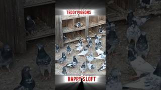 Teddy Pigeons Happy Pigeon Loft Breeder Teddy Pigeonskabootarbazi pigeon teddypigeons kabootar [upl. by Zaneski]