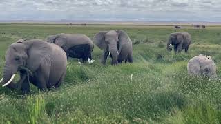 Amboseli National Park Safari [upl. by Enirak]