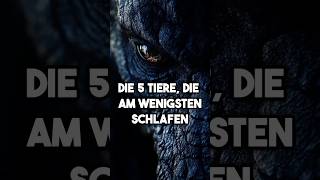 Die 5 Tiere die am wenigsten schlafen  Wildlife Hype [upl. by Ylluz]