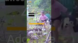 Viral Favorites  Episode 46 Adorable Husky Switch fyp viralvideo dog adorable adoptme you [upl. by Moyer]