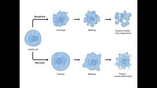 NECROSIS  CAUSES  PROCESS  PHYSIOLOGY  IN TAMIL  SARATH LECTURES [upl. by Armallas395]