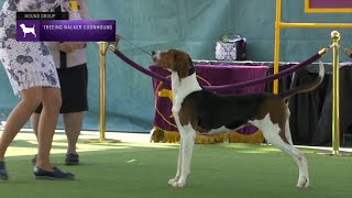 Treeing Walker Coonhounds  Breed Judging 2023 [upl. by Oigroeg547]