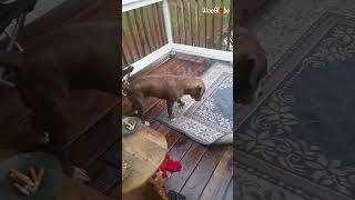 Dogs Hilarious FacePlant During Wet Rug Tango [upl. by Nelyt544]