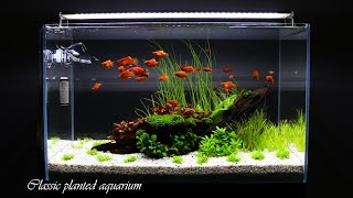 CLASSIC PLANTED AQUARIUM  Step By Step  Aquascaping [upl. by Anna-Diane396]