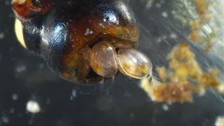 Ostracods  Mating Frenzy Seed Shrimp [upl. by Oxford]