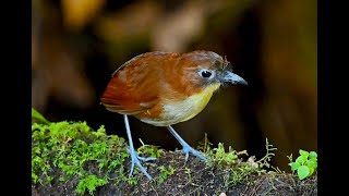 Yellowbreasted Antpitta 黃胸蟻八色鳥 [upl. by Elynad]