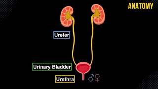 Ureter Urinary Bladder amp Urethra Structures amp Walls  Urinary System Anatomy [upl. by Mellie]