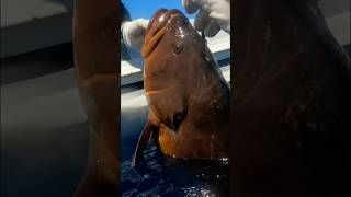 Mediterranean Spearfishing CERNIE IN TANA spearfish pescasub fishing cernia [upl. by Aizirk]