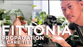 Fittonia Nerve plant Rescue Care Tips and Propagation  WITH SATISFYING UPDATES [upl. by Ordnasela]