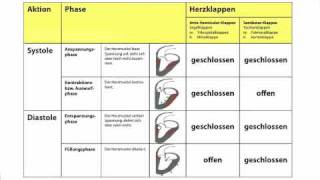 Herzaktionen  Systole und Diastole in der Heilpraktikerausbildung [upl. by Standford]