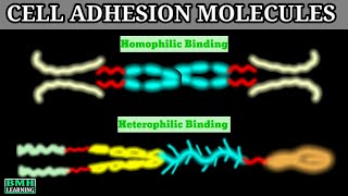 Cell Adhesion Molecules  CAMS  Cadherin Integrin IGCAMS Selectin [upl. by Dibbell]