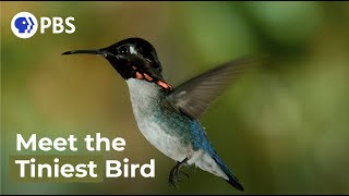 Meet The Smallest Bird On Earth [upl. by Liv]