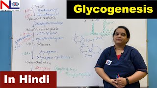 Glycogenesis in Hindi  हिंदी में   Carbohydrate Metabolism  Nursing Lecture [upl. by Danell]