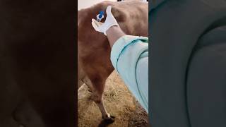 IM injection lagane ka best tarika 💉 veterinary shorts short [upl. by Yenruoj]