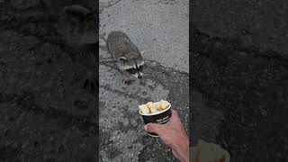 Raccoon takes food while others hide under trash bins in Cambridge Ontario [upl. by Nedgo]