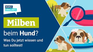 Milben beim Hund Was Du jetzt wissen und tun solltest [upl. by Sherm]