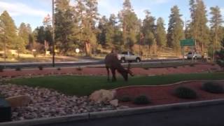 Aggressive elk in Tusayan AZ [upl. by Hgielar]