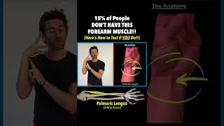 15 of People DON’T HAVE This Forearm Muscle Here’s How to Test if YOU Do Are You A Super Flexor [upl. by Alamat61]