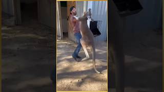 Women rescue baby kangaroo kangaroo facts animals education rescue shorts [upl. by Ydak]