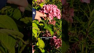 How to Care for Hydrangeas Over Winter ❄️ [upl. by Pradeep]