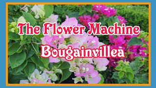 Bougainvillea The Flower Machine [upl. by Hun]