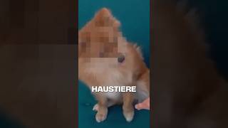 Die Haustiere unserer Youtuber 🐶 [upl. by Collette]