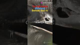 Tau kah kamu this twolegged animal check it out faktaunik hewan pengetahuan animals fact [upl. by Ttik]