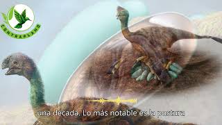 Descubren embrión de dinosaurio que revela conexión evolutiva con las aves [upl. by Eetnuahs]