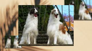 BORZOI DOG [upl. by Koby]