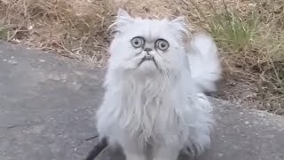 Weirdlooking cat Wilfred goes viral with Michael Rapaport voiceover [upl. by Anairda]