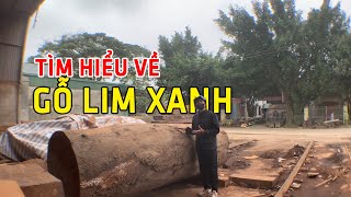 Tìm Hiểu Chất Lượng  Giá Trị  Nguồn Gốc Gỗ Lim Xanh  Gỗ Lim Nguyên Khối [upl. by Tav]