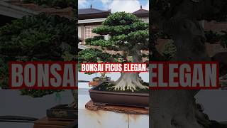 Bonsai Ficus Elegant bonsai bonsaitree bonsaiindonesia bonsailovers [upl. by Mullins]