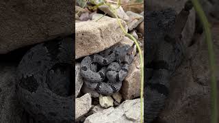 Rock rattlesnake of Arizona [upl. by Smail]