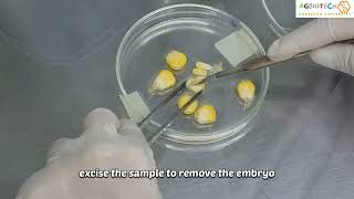 Maize embryo culture technique [upl. by Atirres]