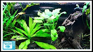 Beginners Guide to Aquatic Plants How to Keep Plants in Your Fish Tank [upl. by Dwinnell]