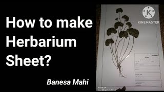 How to make herbarium sheet  for Botany students BK [upl. by Derk]