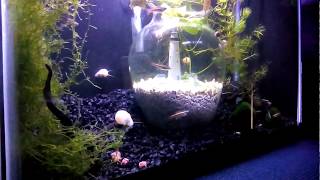 White cloud mountain minnows amp purple white mystery snail freshwater planted aquarium [upl. by Nomled461]