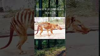 Thylacine The Tragic Tale of the Tasmanian Tiger🐅 whathappendthylacine tasmaniantigertiger [upl. by Suolkcin]