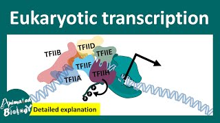 Transcription Factors and Promoter Region👨‍⚕️ [upl. by Ettenej]