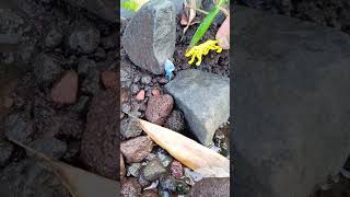 WOW SNAKEHEAD FISH GET RESCUE BY TIREX  SNAKEHEAD FISH shorts fish channa viralvideo [upl. by Melosa]