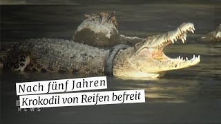 Indonesier befreit 5m Krokodil von einem Motorradreifen [upl. by Sclar637]