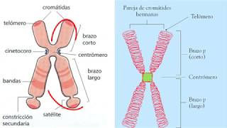 Cromatina cromosomas  4eso [upl. by Valeta]